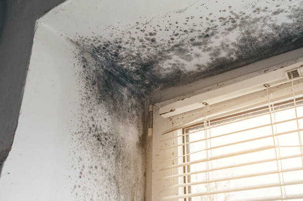 Affordable Crawl Space Mold Remediation solutions in Saxapahaw, NC